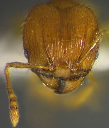 Media type: image;   Entomology 34223 Aspect: head frontal view